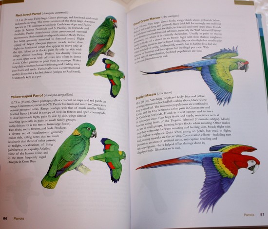sample from The Wildlife of Costa Rica: A Field Guide