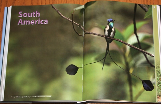 Marvellous Spatuletail, from The World's Rarest Birds