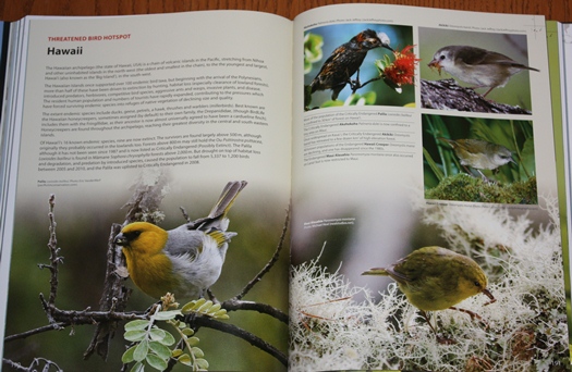 Threatened Bird Hotspot: Hawaii, from The World's Rarest Birds