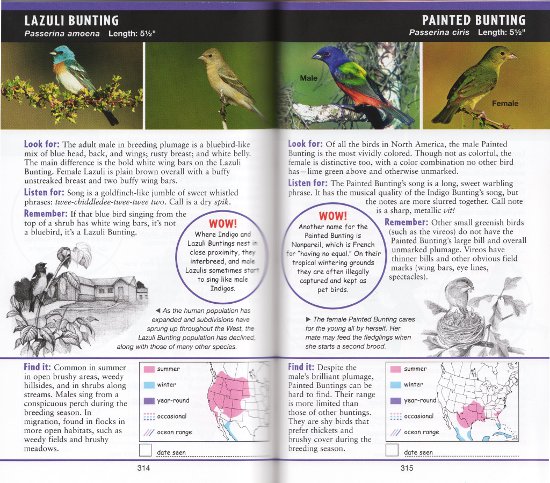 Buntings from The Young Birder's Guide to Birds of North America