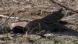 Ring-necked Pheasant playing dead(?)