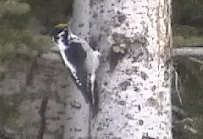 American Three-toed Woodpecker