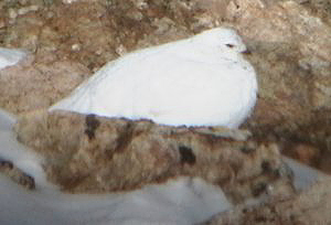 White-tailed Ptarmigan