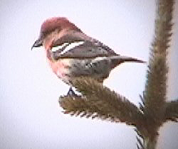 White-winged Crossbill