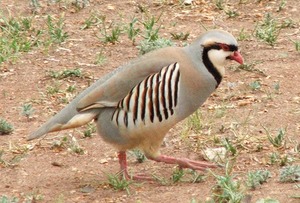 Chukar