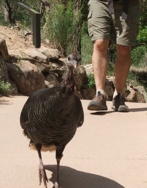 Wild Turkey, Zion National Park