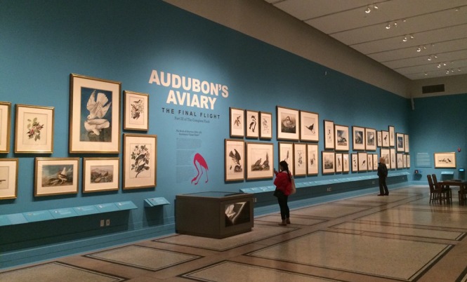 Audubon's Aviary exhibit at New-York Historical Society