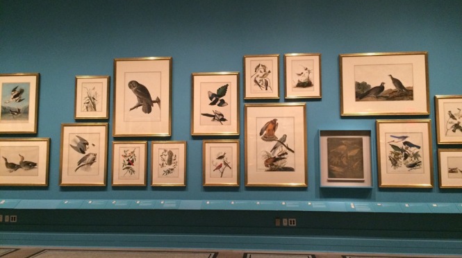 Audubon's Aviary exhibit at New-York Historical Society