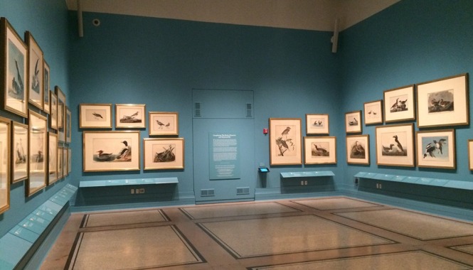 Audubon's Aviary exhibit at New-York Historical Society