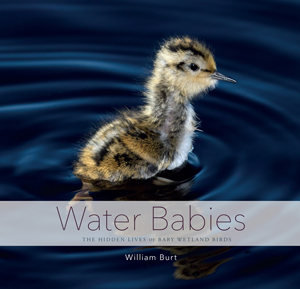 Water Babies: The Hidden Lives of Baby Wetland Birds