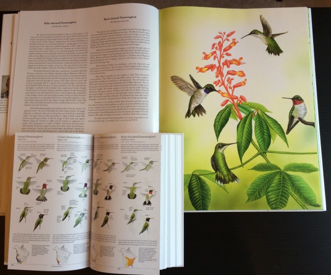 hummingbird plate comparison