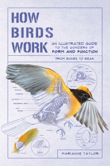 How Birds Work: An Illustrated Guide to the Wonders of Form and Function ― from Bones to Beak