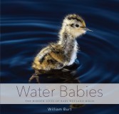 Water Babies: The Hidden Lives of Baby Wetland Birds
