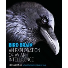 Bird Brain: An Exploration of Avian Intelligence