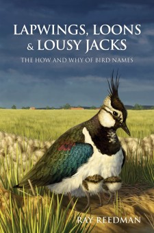 Lapwings, Loons and Lousy Jacks: The How and Why of Bird Names