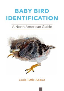 Baby Bird Identification: A North American Guide